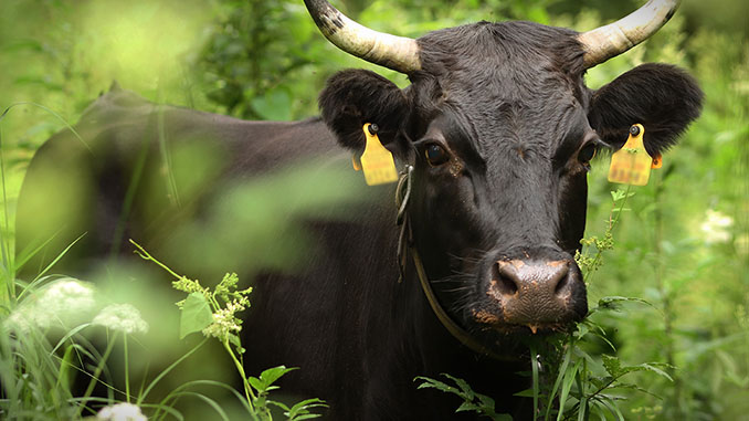 Kliima päästmise nimel söödetakse lehmi mürgiga